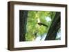 Japanese Squirrel (Sciurus Lis) Jumping From Tree To Tree With Four Walnut (Juglans Ailantifolia)-Yukihiro Fukuda-Framed Photographic Print