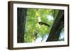 Japanese Squirrel (Sciurus Lis) Jumping From Tree To Tree With Four Walnut (Juglans Ailantifolia)-Yukihiro Fukuda-Framed Photographic Print