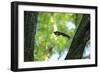 Japanese Squirrel (Sciurus Lis) Jumping From Tree To Tree With Four Walnut (Juglans Ailantifolia)-Yukihiro Fukuda-Framed Photographic Print