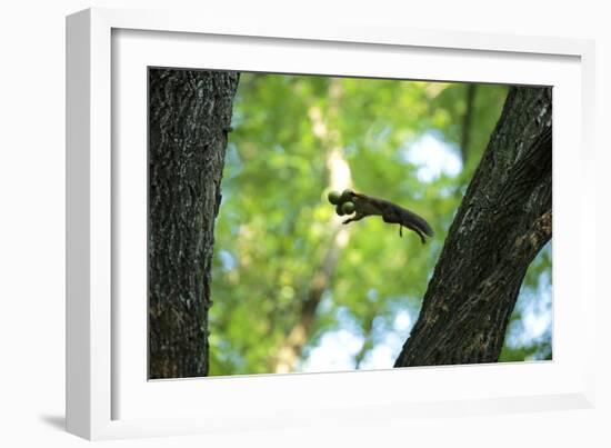 Japanese Squirrel (Sciurus Lis) Jumping From Tree To Tree With Four Walnut (Juglans Ailantifolia)-Yukihiro Fukuda-Framed Photographic Print