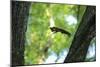 Japanese Squirrel (Sciurus Lis) Jumping From Tree To Tree With Four Walnut (Juglans Ailantifolia)-Yukihiro Fukuda-Mounted Photographic Print