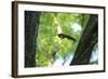 Japanese Squirrel (Sciurus Lis) Jumping From Tree To Tree With Four Walnut (Juglans Ailantifolia)-Yukihiro Fukuda-Framed Photographic Print