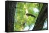 Japanese Squirrel (Sciurus Lis) Jumping From Tree To Tree With Four Walnut (Juglans Ailantifolia)-Yukihiro Fukuda-Framed Stretched Canvas