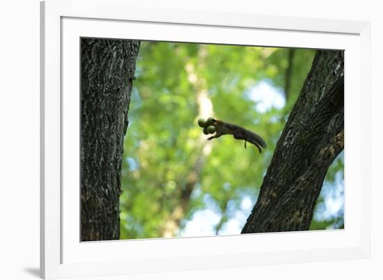 Japanese Squirrel (Sciurus Lis) Jumping From Tree To Tree With Four Walnut (Juglans Ailantifolia)-Yukihiro Fukuda-Framed Photographic Print