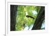 Japanese Squirrel (Sciurus Lis) Jumping From Tree To Tree With Four Walnut (Juglans Ailantifolia)-Yukihiro Fukuda-Framed Photographic Print