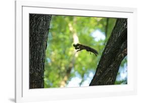 Japanese Squirrel (Sciurus Lis) Jumping From Tree To Tree With Four Walnut (Juglans Ailantifolia)-Yukihiro Fukuda-Framed Photographic Print