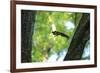 Japanese Squirrel (Sciurus Lis) Jumping From Tree To Tree With Four Walnut (Juglans Ailantifolia)-Yukihiro Fukuda-Framed Photographic Print