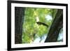 Japanese Squirrel (Sciurus Lis) Jumping From Tree To Tree With Four Walnut (Juglans Ailantifolia)-Yukihiro Fukuda-Framed Photographic Print