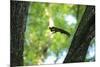 Japanese Squirrel (Sciurus Lis) Jumping From Tree To Tree With Four Walnut (Juglans Ailantifolia)-Yukihiro Fukuda-Mounted Photographic Print