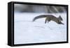 Japanese Squirrel (Sciurus Lis) Running After An Female In Oestrus In The Snow-Yukihiro Fukuda-Framed Stretched Canvas