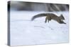 Japanese Squirrel (Sciurus Lis) Running After An Female In Oestrus In The Snow-Yukihiro Fukuda-Stretched Canvas