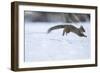 Japanese Squirrel (Sciurus Lis) Running After An Female In Oestrus In The Snow-Yukihiro Fukuda-Framed Photographic Print