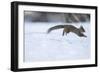 Japanese Squirrel (Sciurus Lis) Running After An Female In Oestrus In The Snow-Yukihiro Fukuda-Framed Photographic Print