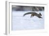 Japanese Squirrel (Sciurus Lis) Running After An Female In Oestrus In The Snow-Yukihiro Fukuda-Framed Photographic Print