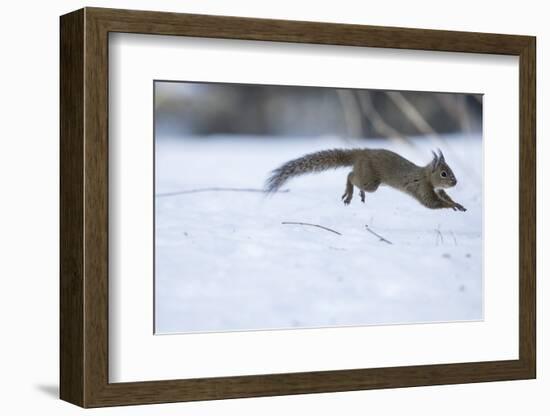 Japanese Squirrel (Sciurus Lis) Running After An Female In Oestrus In The Snow-Yukihiro Fukuda-Framed Photographic Print