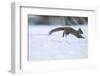 Japanese Squirrel (Sciurus Lis) Running After An Female In Oestrus In The Snow-Yukihiro Fukuda-Framed Photographic Print