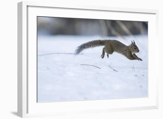 Japanese Squirrel (Sciurus Lis) Running After An Female In Oestrus In The Snow-Yukihiro Fukuda-Framed Photographic Print