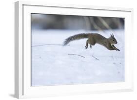 Japanese Squirrel (Sciurus Lis) Running After An Female In Oestrus In The Snow-Yukihiro Fukuda-Framed Photographic Print