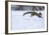 Japanese Squirrel (Sciurus Lis) Running After An Female In Oestrus In The Snow-Yukihiro Fukuda-Framed Photographic Print