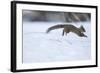 Japanese Squirrel (Sciurus Lis) Running After An Female In Oestrus In The Snow-Yukihiro Fukuda-Framed Photographic Print