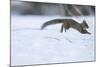 Japanese Squirrel (Sciurus Lis) Running After An Female In Oestrus In The Snow-Yukihiro Fukuda-Mounted Photographic Print