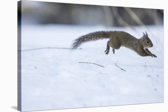 Japanese Squirrel (Sciurus Lis) Running After An Female In Oestrus In The Snow-Yukihiro Fukuda-Stretched Canvas