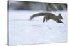 Japanese Squirrel (Sciurus Lis) Running After An Female In Oestrus In The Snow-Yukihiro Fukuda-Stretched Canvas