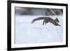 Japanese Squirrel (Sciurus Lis) Running After An Female In Oestrus In The Snow-Yukihiro Fukuda-Framed Photographic Print