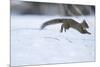 Japanese Squirrel (Sciurus Lis) Running After An Female In Oestrus In The Snow-Yukihiro Fukuda-Mounted Photographic Print