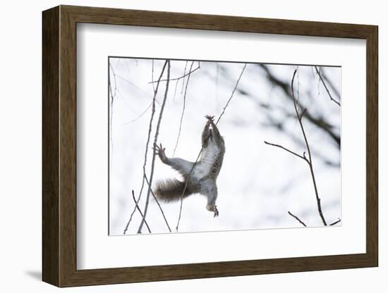 Japanese Squirrel (Sciurus Lis) Trying To Climb Up A Thin Branch After An Female In Oestrus-Yukihiro Fukuda-Framed Photographic Print