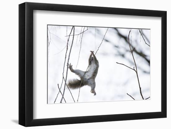 Japanese Squirrel (Sciurus Lis) Trying To Climb Up A Thin Branch After An Female In Oestrus-Yukihiro Fukuda-Framed Photographic Print