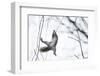 Japanese Squirrel (Sciurus Lis) Trying To Climb Up A Thin Branch After An Female In Oestrus-Yukihiro Fukuda-Framed Photographic Print