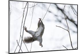 Japanese Squirrel (Sciurus Lis) Trying To Climb Up A Thin Branch After An Female In Oestrus-Yukihiro Fukuda-Mounted Photographic Print