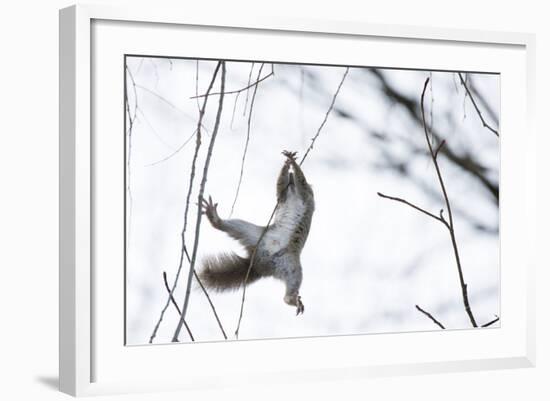 Japanese Squirrel (Sciurus Lis) Trying To Climb Up A Thin Branch After An Female In Oestrus-Yukihiro Fukuda-Framed Photographic Print