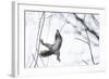Japanese Squirrel (Sciurus Lis) Trying To Climb Up A Thin Branch After An Female In Oestrus-Yukihiro Fukuda-Framed Photographic Print