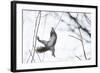 Japanese Squirrel (Sciurus Lis) Trying To Climb Up A Thin Branch After An Female In Oestrus-Yukihiro Fukuda-Framed Photographic Print