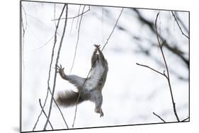 Japanese Squirrel (Sciurus Lis) Trying To Climb Up A Thin Branch After An Female In Oestrus-Yukihiro Fukuda-Mounted Photographic Print