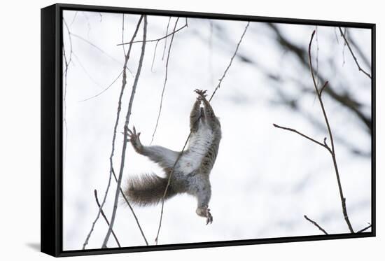 Japanese Squirrel (Sciurus Lis) Trying To Climb Up A Thin Branch After An Female In Oestrus-Yukihiro Fukuda-Framed Stretched Canvas