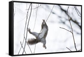 Japanese Squirrel (Sciurus Lis) Trying To Climb Up A Thin Branch After An Female In Oestrus-Yukihiro Fukuda-Framed Stretched Canvas