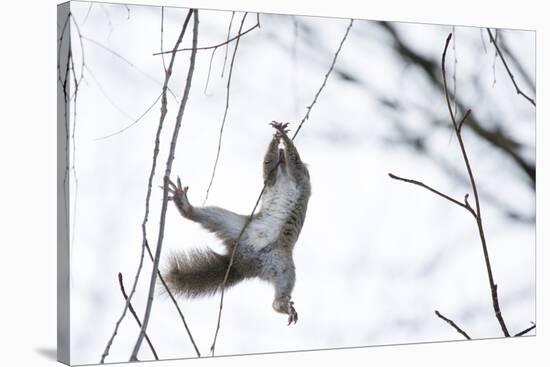 Japanese Squirrel (Sciurus Lis) Trying To Climb Up A Thin Branch After An Female In Oestrus-Yukihiro Fukuda-Stretched Canvas