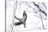 Japanese Squirrel (Sciurus Lis) Trying To Climb Up A Thin Branch After An Female In Oestrus-Yukihiro Fukuda-Stretched Canvas