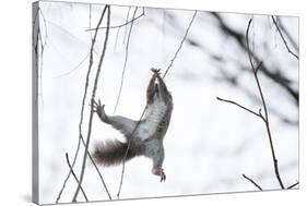 Japanese Squirrel (Sciurus Lis) Trying To Climb Up A Thin Branch After An Female In Oestrus-Yukihiro Fukuda-Stretched Canvas