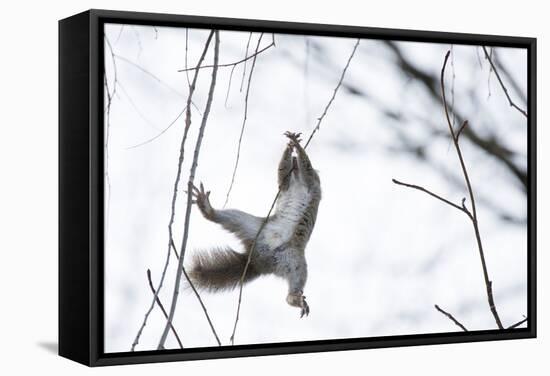 Japanese Squirrel (Sciurus Lis) Trying To Climb Up A Thin Branch After An Female In Oestrus-Yukihiro Fukuda-Framed Stretched Canvas