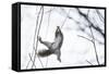 Japanese Squirrel (Sciurus Lis) Trying To Climb Up A Thin Branch After An Female In Oestrus-Yukihiro Fukuda-Framed Stretched Canvas