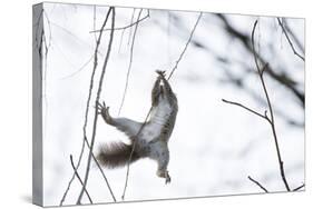 Japanese Squirrel (Sciurus Lis) Trying To Climb Up A Thin Branch After An Female In Oestrus-Yukihiro Fukuda-Stretched Canvas