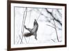 Japanese Squirrel (Sciurus Lis) Trying To Climb Up A Thin Branch After An Female In Oestrus-Yukihiro Fukuda-Framed Photographic Print