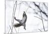 Japanese Squirrel (Sciurus Lis) Trying To Climb Up A Thin Branch After An Female In Oestrus-Yukihiro Fukuda-Mounted Photographic Print