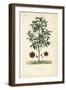 Japanese Star Anise, Aniseed Tree or Sacred Anise Tree, Illicium Anisatum, Illicium Religiosum, Bad-Louis Joseph Edouard Maubert-Framed Giclee Print