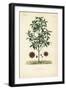 Japanese Star Anise, Aniseed Tree or Sacred Anise Tree, Illicium Anisatum, Illicium Religiosum, Bad-Louis Joseph Edouard Maubert-Framed Giclee Print