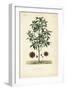 Japanese Star Anise, Aniseed Tree or Sacred Anise Tree, Illicium Anisatum, Illicium Religiosum, Bad-Louis Joseph Edouard Maubert-Framed Giclee Print